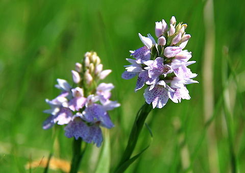 Common Spotted Orchid A very common sight in Europe, the Common Spotted Orchid can vary greatly in color, yet is beautiful in all. Common Spotted Orchids,Common Spotted-orchid,Dactylorhiza fuchsii,Orchids,Wildflowers