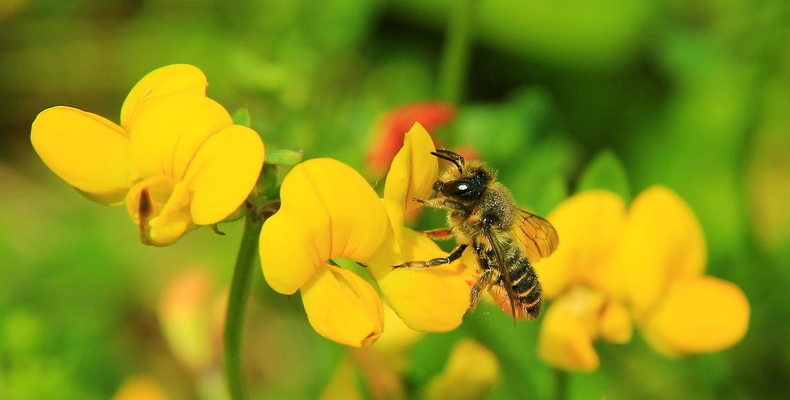 Leaf cutter bee on birds foot trefoil Leaf-cutter bee working on some flowers. They use parts of the leaves to build their nest. Anthidium florentinum,Birds Foot Trefoil,Insects,Leaf Cutter Bee,Megachilidae,Wildflowers