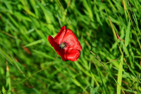 Common Poppy Top view of a red Common Poppy flower. Common Poppy,Papaver rhoeas,Poppy,Wildflowers