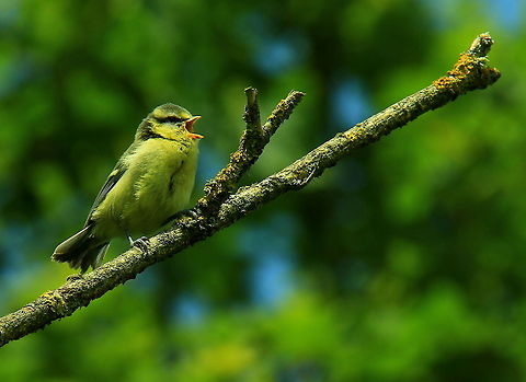 Baby Blue Tit A Baby Blue tit squeals as it sits on a branch. Birds,Blue Tit,Cyanistes caeruleus,Fledglings