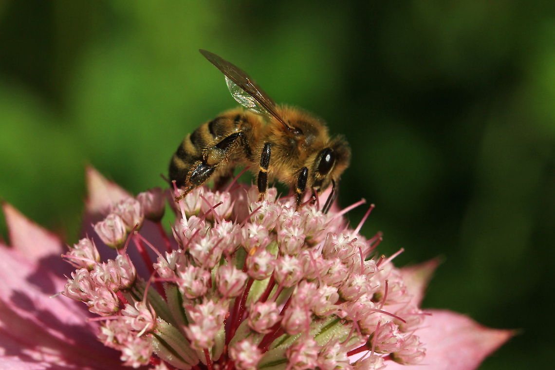 Honey Bee honey Bee feeds on the nectar of a pink flower. Honey Bee,Insects
