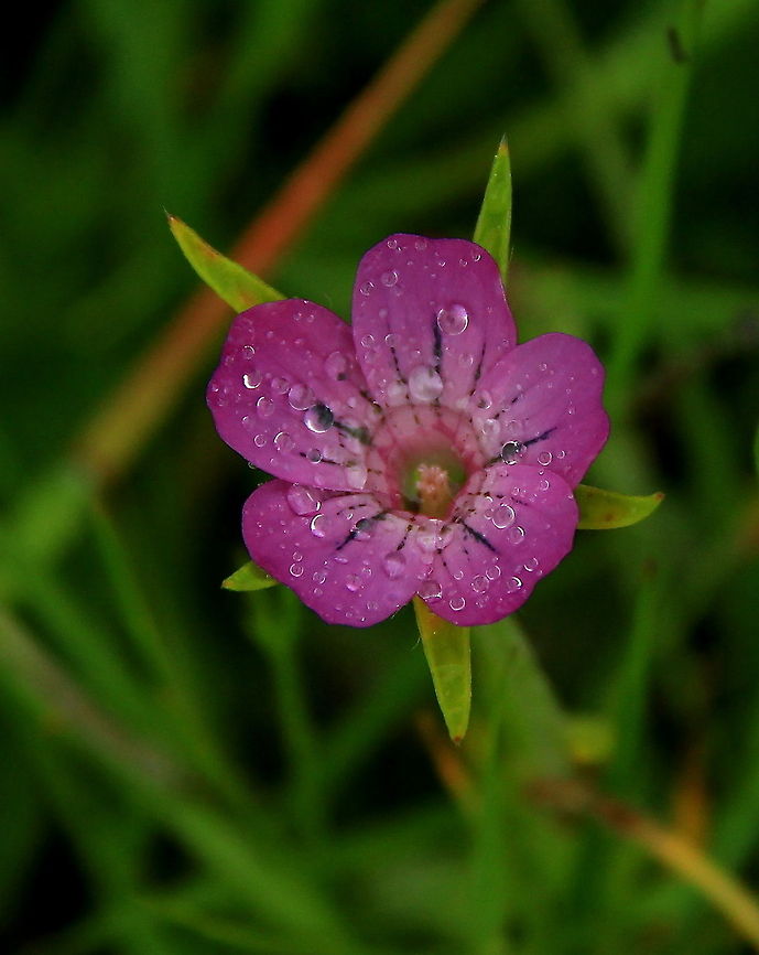 Corncockle in the Field This is a wildflower called a corncockle - Before the onset of modern agriculture, this beautiful flower grew in abundance in wheat fields across the UK, in fact it was so common it was cut with the wheat &amp; the seeds were kept to plant again the following Spring. But now since Winter wheat planting &amp; the use of herbicides, it has declined &amp; is now known as 'Local' or 'Uncommon'.  Luckily I have it growing in my own garden from collected seed :) Agrostemma githago,Common Corncockle,Corncockle,Wildflowers