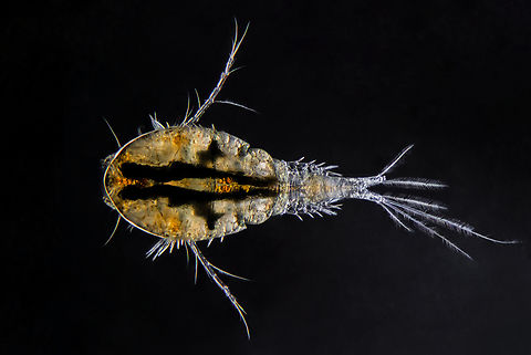 Copepod Copepods (/ˈkoʊpɪpɒd/; meaning "oar-feet") are a group of small crustaceans found in nearly every freshwater and saltwater habitat. Some species are planktonic (inhabiting sea waters), some are benthic (living on the ocean floor), a number of species have parasitic phases, and some continental species may live in limnoterrestrial habitats and other wet terrestrial places, such as swamps, under leaf fall in wet forests, bogs, springs, ephemeral ponds, and puddles, damp moss, or water-filled recesses (phytotelmata) of plants such as bromeliads and pitcher plants. Many live underground in marine and freshwater caves, sinkholes, or stream beds. Copepods are sometimes used as biodiversity indicators.