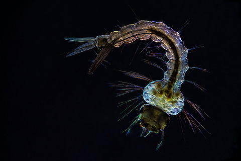 Mosquito larva