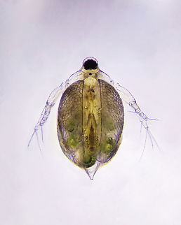 Ceriodaphnia Ceriodaphnia is a genus of the Daphniidae; the genus was described in 1853 by James Dwight Dana. It has cosmopolitan distribution. Species: Ceriodaphnia dubia Ceriodaphnia quadrangula Ceriodaphnia reticulata