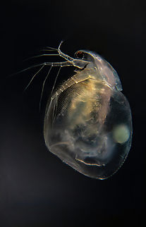 Simocephalus Simocephalus sp. are large, 3-4 mm in length, round animals that are covered in a bivalve carapace. The head, which contains a single compound eye, is not covered by this carapace but instead is surrounded by a hood (see figure 3). Attached to the head are a very small rostrum and the first antennules, which contain olfactory setae (Balcer et al. 1984). The mouthparts of Simocephalus sp. are small and they lack maxillipeds. Simocephalus sp. uses its second antennae as swimming appendages while the five thoracic legs are used for filtering food or respiration. The dorsal side of the thorax is called the brood pouch, an extension of the carapace, and is where the eggs are held (see fig. 5). While several of the members of family Daphnidae have a tail spine, Simocephalus lacks this feature. One of the most important features in differentiating between species is the post abdominal claw (see fig. 4). The difference in pectin on these claws is the only thing that separates three Great Lakes species from one another (Balcer et al. 1984, Thorp and Covich 1991).