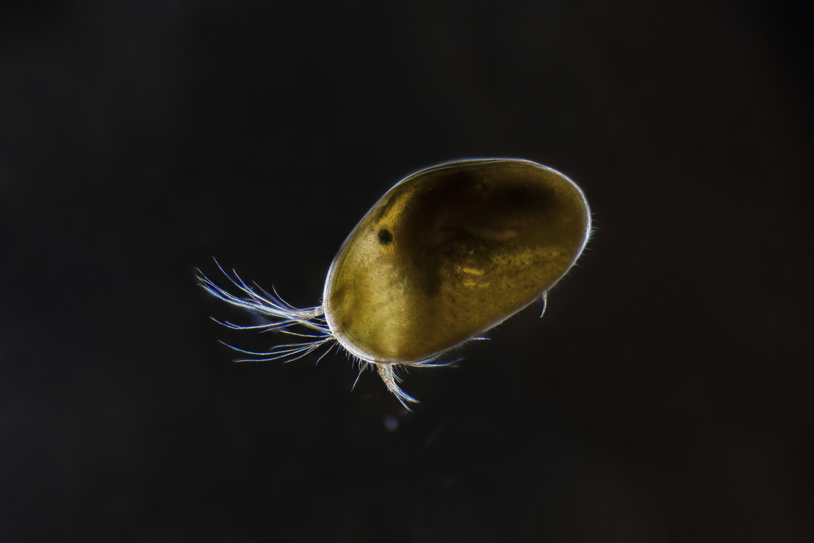 Ostracod Ostracods, or ostracodes, are a class of the Crustacea, sometimes known as seed shrimp. Some 70,000 species have been identified, grouped into several orders. They are small crustaceans, typically around 1 mm in size, but varying from 0.2 to 30 mm in the case of Gigantocypris.