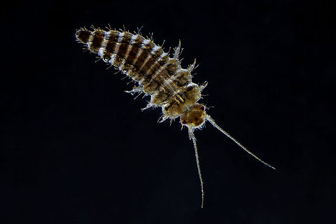 Elodes larvae