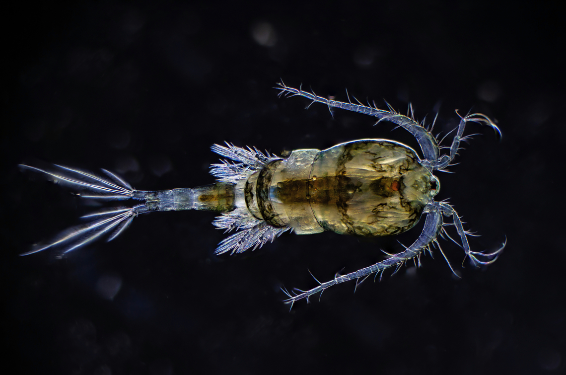 Copepod Copepods (/ˈkoʊpɪpɒd/; meaning "oar-feet") are a group of small crustaceans found in nearly every freshwater and saltwater habitat. Some species are planktonic (inhabiting sea waters), some are benthic (living on the ocean floor), a number of species have parasitic phases, and some continental species may live in limnoterrestrial habitats and other wet terrestrial places, such as swamps, under leaf fall in wet forests, bogs, springs, ephemeral ponds, and puddles, damp moss, or water-filled recesses (phytotelmata) of plants such as bromeliads and pitcher plants. Many live underground in marine and freshwater caves, sinkholes, or stream beds. Copepods are sometimes used as biodiversity indicators.