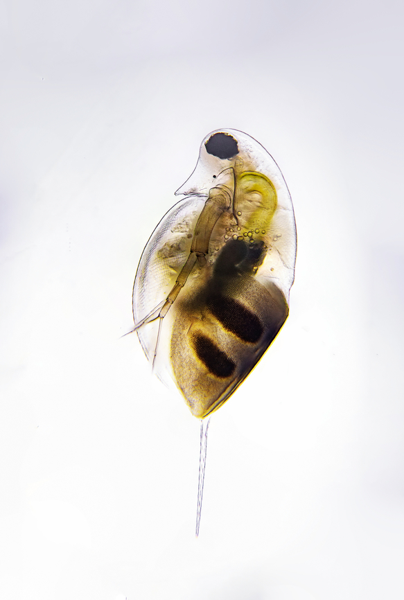 Daphnia Daphnia is a genus of small planktonic crustaceans, 0.2&ndash;6.0 mm in length. Daphnia are members of the order Anomopoda, and are one of the several small aquatic crustaceans commonly called water fleas because their saltatory swimming style resembles the movements of fleas.