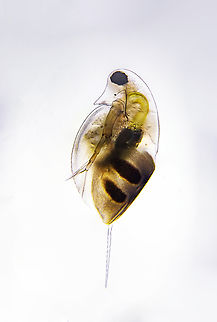 Daphnia Daphnia is a genus of small planktonic crustaceans, 0.2&ndash;6.0 mm in length. Daphnia are members of the order Anomopoda, and are one of the several small aquatic crustaceans commonly called water fleas because their saltatory swimming style resembles the movements of fleas.