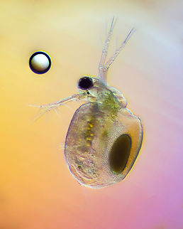 ceriodaphnia Ceriodaphnia is a genus of the Daphniidae; the genus was described in 1853 by James Dwight Dana. It has cosmopolitan distribution. Species: Ceriodaphnia dubia Ceriodaphnia quadrangula Ceriodaphnia reticulata