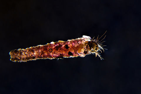 Phryganea larva