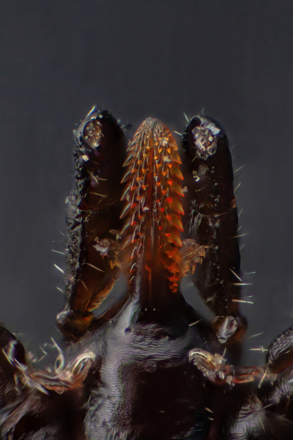 Tick_mouth