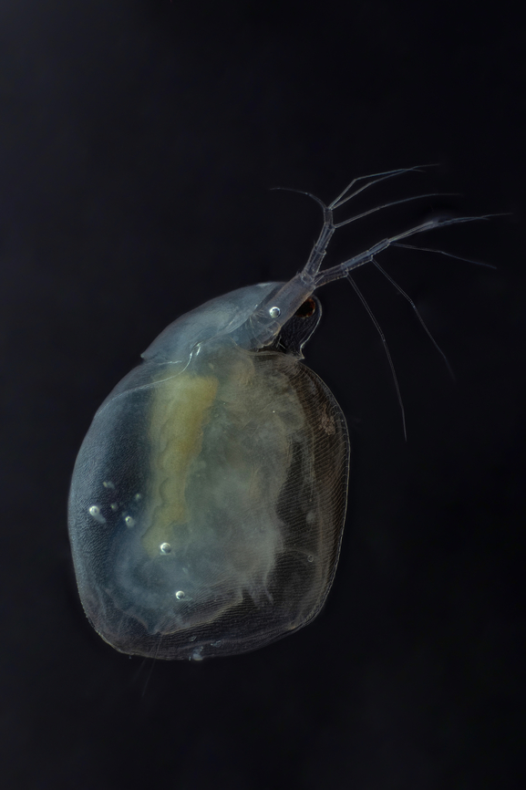 Simocephalus sp Simocephalus sp. are large, 3-4 mm in length, round animals that are covered in a bivalve carapace. The head, which contains a single compound eye, is not covered by this carapace but instead is surrounded by a hood (see figure 3). Attached to the head are a very small rostrum and the first antennules, which contain olfactory setae (Balcer et al. 1984). The mouthparts of Simocephalus sp. are small and they lack maxillipeds. Simocephalus sp. uses its second antennae as swimming appendages while the five thoracic legs are used for filtering food or respiration. The dorsal side of the thorax is called the brood pouch, an extension of the carapace, and is where the eggs are held (see fig. 5). While several of the members of family Daphnidae have a tail spine, Simocephalus lacks this feature. One of the most important features in differentiating between species is the post abdominal claw (see fig. 4). The difference in pectin on these claws is the only thing that separates three Great Lakes species from one another (Balcer et al. 1984, Thorp and Covich 1991).