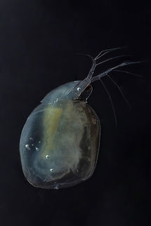 Simocephalus sp Simocephalus sp. are large, 3-4 mm in length, round animals that are covered in a bivalve carapace. The head, which contains a single compound eye, is not covered by this carapace but instead is surrounded by a hood (see figure 3). Attached to the head are a very small rostrum and the first antennules, which contain olfactory setae (Balcer et al. 1984). The mouthparts of Simocephalus sp. are small and they lack maxillipeds. Simocephalus sp. uses its second antennae as swimming appendages while the five thoracic legs are used for filtering food or respiration. The dorsal side of the thorax is called the brood pouch, an extension of the carapace, and is where the eggs are held (see fig. 5). While several of the members of family Daphnidae have a tail spine, Simocephalus lacks this feature. One of the most important features in differentiating between species is the post abdominal claw (see fig. 4). The difference in pectin on these claws is the only thing that separates three Great Lakes species from one another (Balcer et al. 1984, Thorp and Covich 1991).