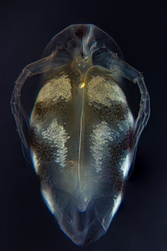 Simocephalus sp Simocephalus sp. are large, 3-4 mm in length, round animals that are covered in a bivalve carapace. The head, which contains a single compound eye, is not covered by this carapace but instead is surrounded by a hood (see figure 3). Attached to the head are a very small rostrum and the first antennules, which contain olfactory setae (Balcer et al. 1984). The mouthparts of Simocephalus sp. are small and they lack maxillipeds. Simocephalus sp. uses its second antennae as swimming appendages while the five thoracic legs are used for filtering food or respiration. The dorsal side of the thorax is called the brood pouch, an extension of the carapace, and is where the eggs are held (see fig. 5). While several of the members of family Daphnidae have a tail spine, Simocephalus lacks this feature. One of the most important features in differentiating between species is the post abdominal claw (see fig. 4). The difference in pectin on these claws is the only thing that separates three Great Lakes species from one another (Balcer et al. 1984, Thorp and Covich 1991).