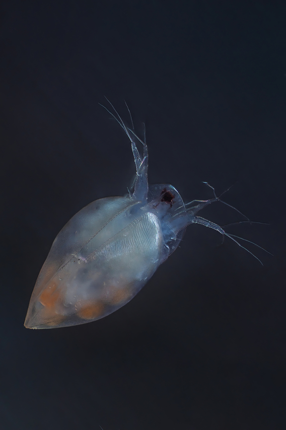 Simocephalus sp Simocephalus sp. are large, 3-4 mm in length, round animals that are covered in a bivalve carapace. The head, which contains a single compound eye, is not covered by this carapace but instead is surrounded by a hood (see figure 3). Attached to the head are a very small rostrum and the first antennules, which contain olfactory setae (Balcer et al. 1984). The mouthparts of Simocephalus sp. are small and they lack maxillipeds. Simocephalus sp. uses its second antennae as swimming appendages while the five thoracic legs are used for filtering food or respiration. The dorsal side of the thorax is called the brood pouch, an extension of the carapace, and is where the eggs are held (see fig. 5). While several of the members of family Daphnidae have a tail spine, Simocephalus lacks this feature. One of the most important features in differentiating between species is the post abdominal claw (see fig. 4). The difference in pectin on these claws is the only thing that separates three Great Lakes species from one another (Balcer et al. 1984, Thorp and Covich 1991).