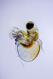 Polyphemus Polyphemus is a genus of water fleas, and the only genus in the family Polyphemidae.[1] There are two species, P. exiguus and P. pediculus, although allopatric speciation has resulted in a number of cryptic species of P. pediculus.[2] Polyphemus exiguus inhabits open zones in the Caspian Sea,[3] while Polyphemus pediculus exists throughout the Holarctic. It lives in diverse conditions, from small ponds to lakes and estuaries such as the Gulf of Saint Lawrence and the Gulf of Finland. It can be found quite far offshore.

Polyphemus are a predatory genus of water flea. The two species have four pairs of legs with exopodites, or outer branches.[3] The legs are adapted for catching mobile prey, generally smaller species of water flea such as young Daphnia and Bosmina.[4]

Polyphemus has two compound eyes that are fused to form a single unit, with a zoned set of receptors.[5] This zoned structure is paired with an eye-control system that allows the Polyphemus to visually distinguish target size to avoid predators and track prey.[4][6] P. pediculus is approximately 1 millimetre (0.04 in) in length. P. exiguus, while similar in morphology, is smaller. Polyphemus pediculus