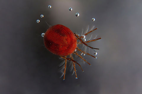 Hydrachnidia Hydrachnidia, also known as "water mites", Hydrachnidiae, Hydracarina or Hydrachnellae, are among the most abundant and diverse groups of benthic arthropods, composed of 6,000 described species from 57 families