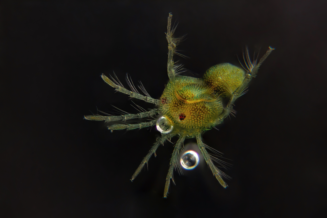 Hydrachnidia Hydrachnidia, also known as "water mites", Hydrachnidiae, Hydracarina or Hydrachnellae, are among the most abundant and diverse groups of benthic arthropods, composed of 6,000 described species from 57 families