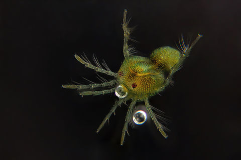 Hydrachnidia Hydrachnidia, also known as "water mites", Hydrachnidiae, Hydracarina or Hydrachnellae, are among the most abundant and diverse groups of benthic arthropods, composed of 6,000 described species from 57 families