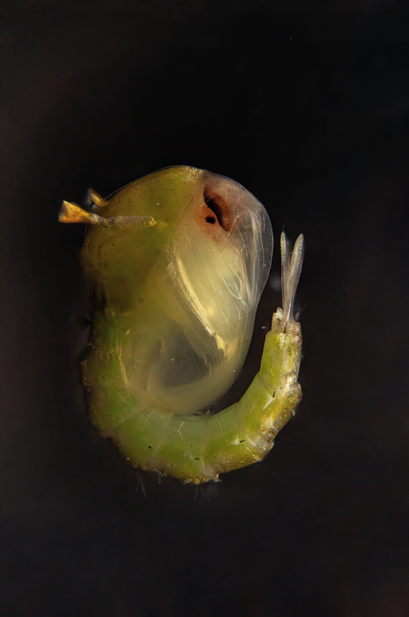 Mosquito pupa Pupae develop into adult flying mosquitoes in 2-3 days. Female mosquitoes lay eggs inside containers holding water. Eggs are ready to hatch from a few days to several months after being laid. Eggs hatch when submerged in water Larvae are aquatic and develop into pupae in as little as 5 days.