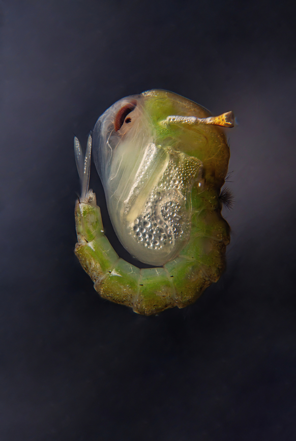 Mosquito pupa Pupae develop into adult flying mosquitoes in 2-3 days. Female mosquitoes lay eggs inside containers holding water. Eggs are ready to hatch from a few days to several months after being laid. Eggs hatch when submerged in water Larvae are aquatic and develop into pupae in as little as 5 days.