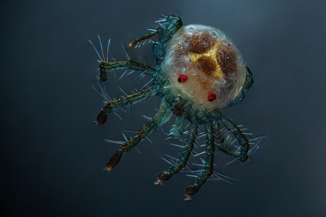 Hydrachnidia Hydrachnidia, also known as "water mites", Hydrachnidiae, Hydracarina or Hydrachnellae, are among the most abundant and diverse groups of benthic arthropods, composed of 6,000 described species from 57 families.