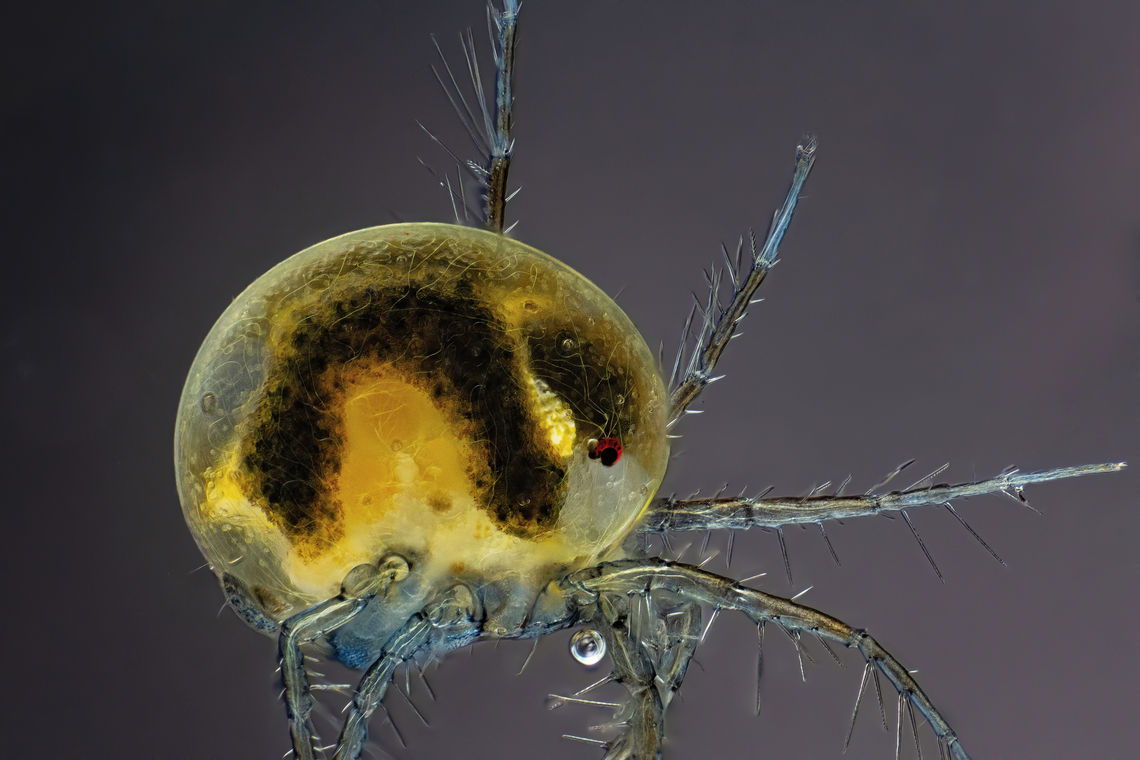 Hydrachnidia Hydrachnidia, also known as "water mites", Hydrachnidiae, Hydracarina or Hydrachnellae, are among the most abundant and diverse groups of benthic arthropods, composed of 6,000 described species from 57 families.