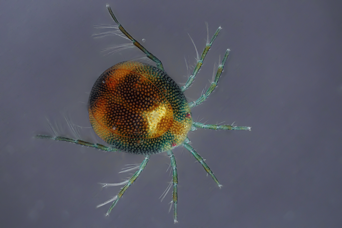 Hydrachnidia Hydrachnidia, also known as &quot;water mites&quot;, Hydrachnidiae, Hydracarina or Hydrachnellae, are among the most abundant and diverse groups of benthic arthropods, composed of 6,000 described species from 57 families.