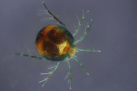 Hydrachnidia Hydrachnidia, also known as "water mites", Hydrachnidiae, Hydracarina or Hydrachnellae, are among the most abundant and diverse groups of benthic arthropods, composed of 6,000 described species from 57 families.