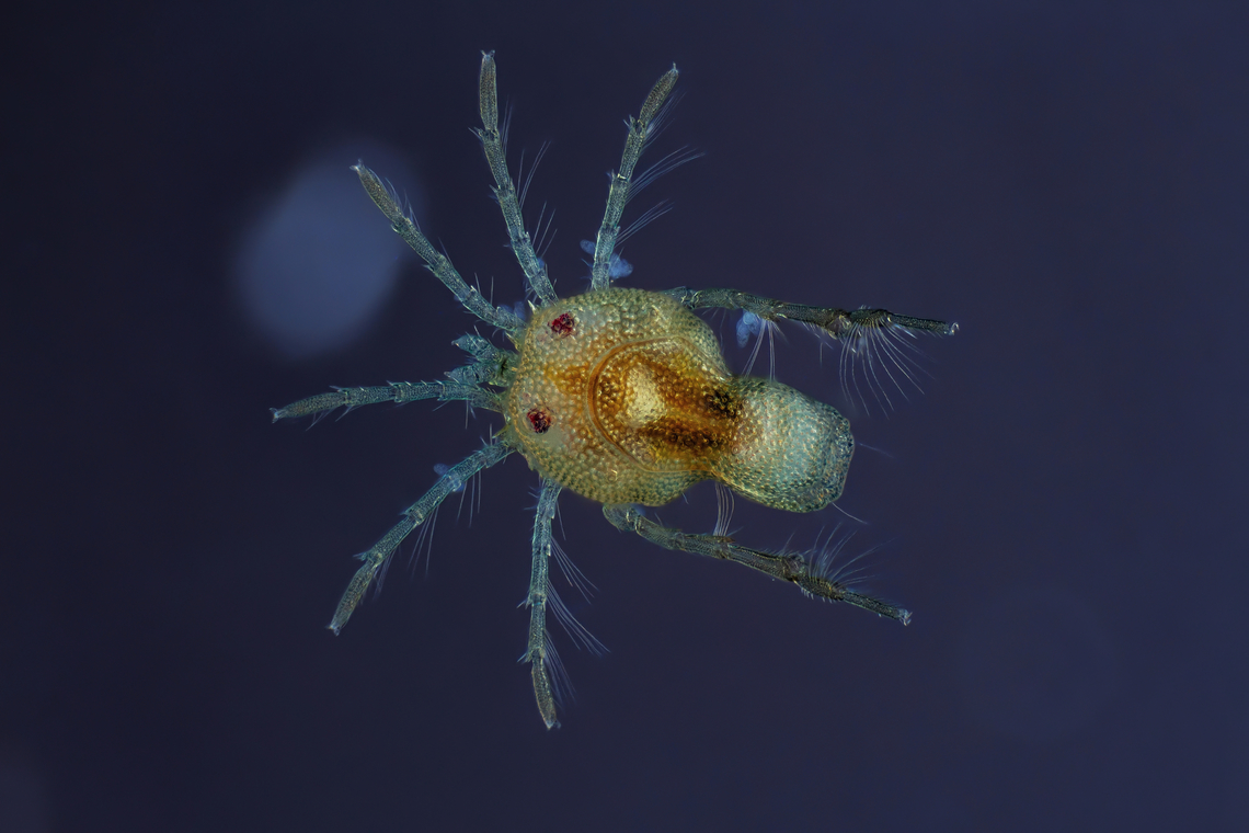 Hydrachnidia Hydrachnidia, also known as "water mites", Hydrachnidiae, Hydracarina or Hydrachnellae, are among the most abundant and diverse groups of benthic arthropods, composed of 6,000 described species from 57 families.