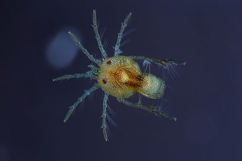Hydrachnidia Hydrachnidia, also known as "water mites", Hydrachnidiae, Hydracarina or Hydrachnellae, are among the most abundant and diverse groups of benthic arthropods, composed of 6,000 described species from 57 families.