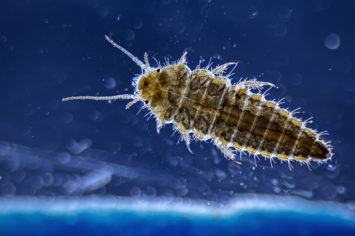 Hydrophilus piceus larvae  Great Silver Water Beetle,Hydrophilus piceus