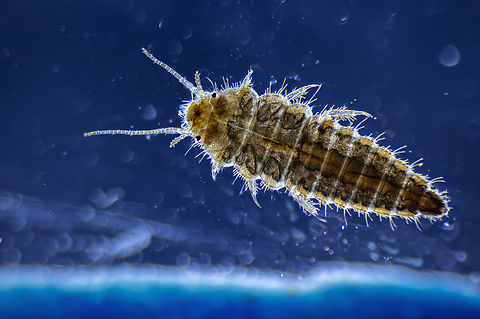 Hydrophilus piceus larvae  Great Silver Water Beetle,Hydrophilus piceus