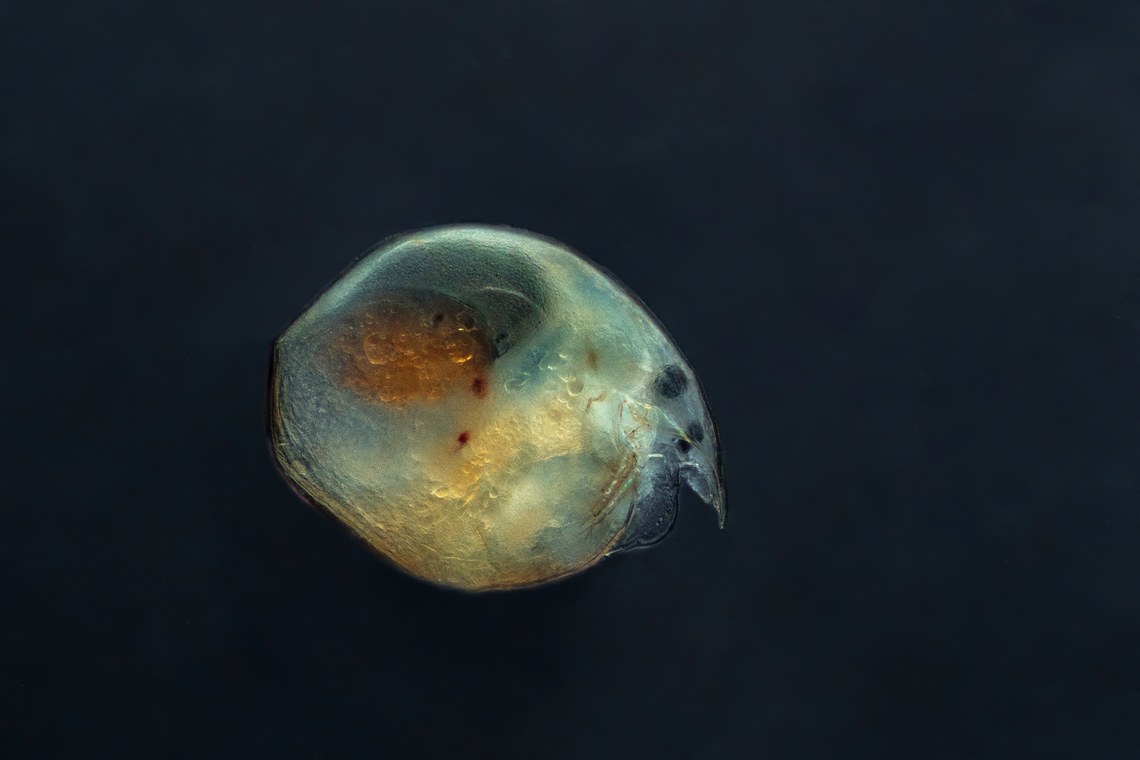 Chydorus sphaericus  Chydorus sphaericus