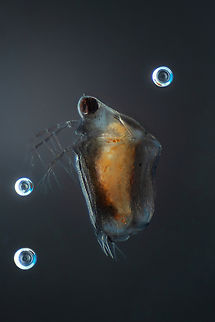 Scapholeberis mucronata  Scapholeberis mucronata