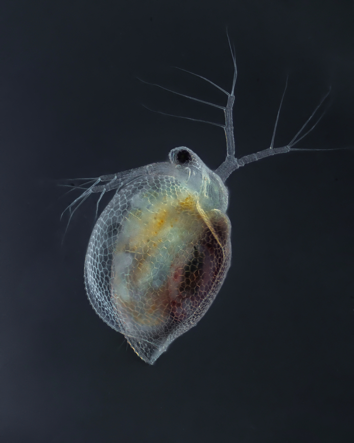 Ceriodaphnia Ceriodaphnia is a genus of the Daphniidae; the genus was described in 1853 by James Dwight Dana. It has cosmopolitan distribution. Species: Ceriodaphnia dubia Ceriodaphnia quadrangula Ceriodaphnia reticulata