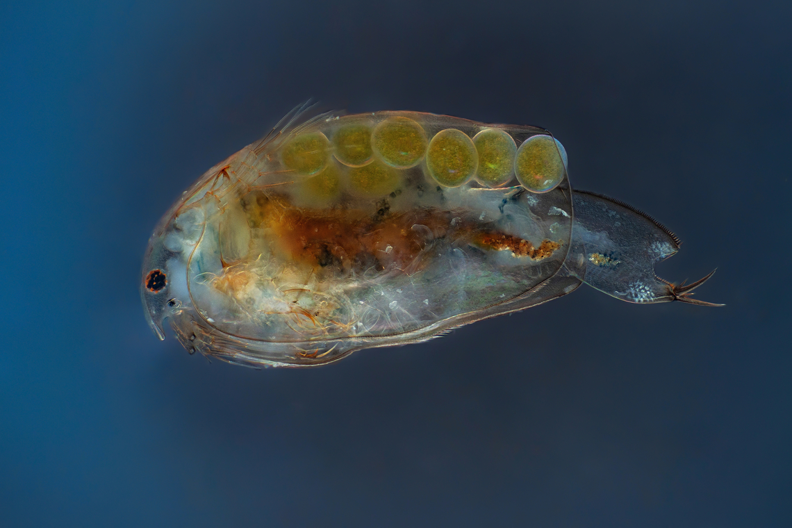 Eurycercus lamellatus  Eurycercus lamellatus