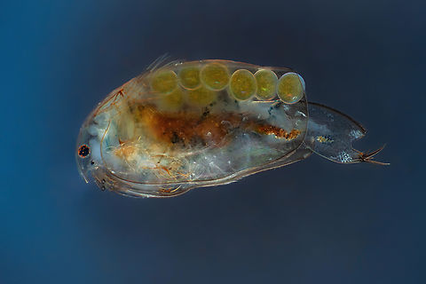 Eurycercus lamellatus  Eurycercus lamellatus