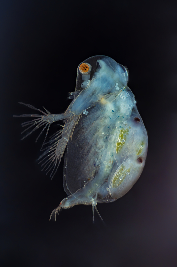 Sida crystallina  Sida  crystallina,Sida crystallina