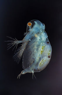 Sida crystallina  Sida  crystallina,Sida crystallina