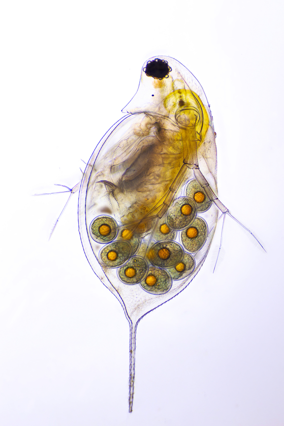 Daphnia Daphnia is a genus of small planktonic crustaceans, 0.2&ndash;6.0 mm in length. Daphnia are members of the order Anomopoda, and are one of the several small aquatic crustaceans commonly called water fleas because their saltatory swimming style resembles the movements of fleas.