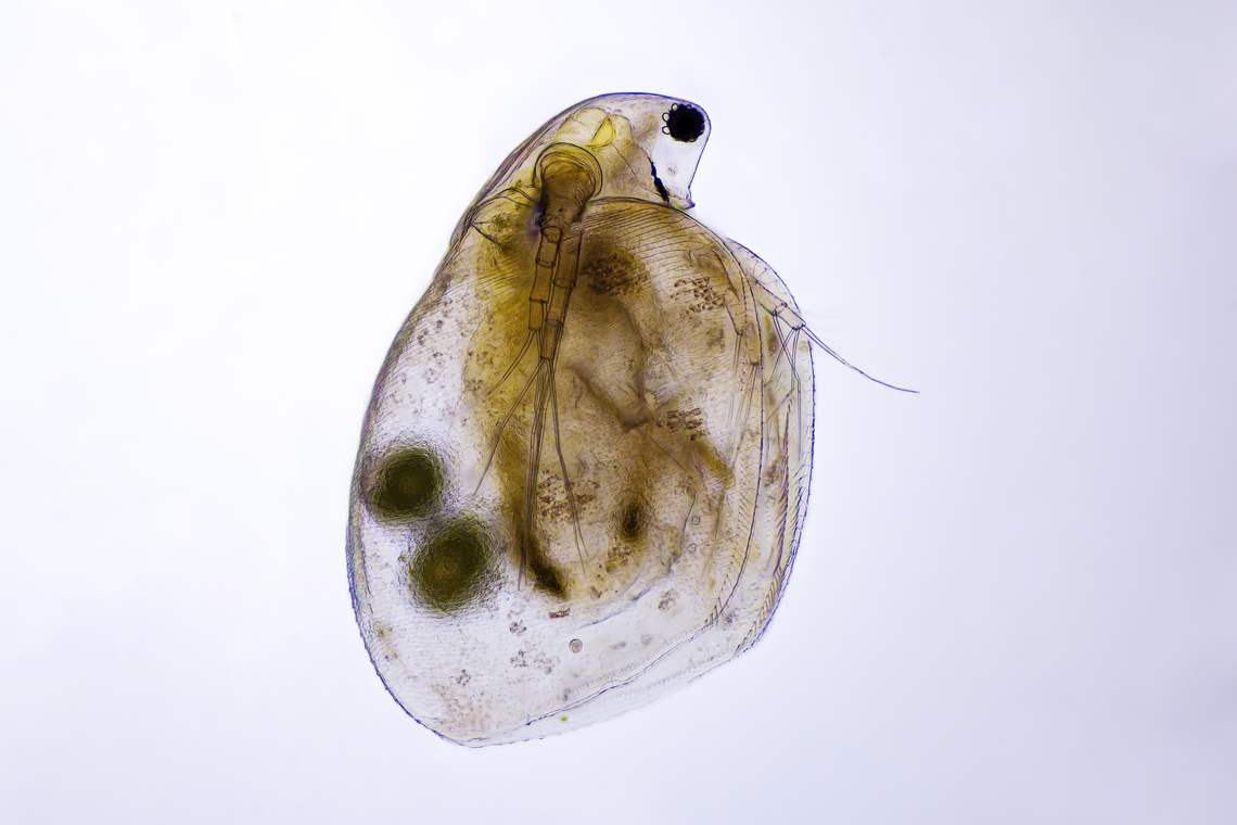 Simocephalus sp Simocephalus sp. are large, 3-4 mm in length, round animals that are covered in a bivalve carapace. The head, which contains a single compound eye, is not covered by this carapace but instead is surrounded by a hood (see figure 3). Attached to the head are a very small rostrum and the first antennules, which contain olfactory setae (Balcer et al. 1984). The mouthparts of Simocephalus sp. are small and they lack maxillipeds. Simocephalus sp. uses its second antennae as swimming appendages while the five thoracic legs are used for filtering food or respiration. The dorsal side of the thorax is called the brood pouch, an extension of the carapace, and is where the eggs are held (see fig. 5). While several of the members of family Daphnidae have a tail spine, Simocephalus lacks this feature. One of the most important features in differentiating between species is the post abdominal claw (see fig. 4). The difference in pectin on these claws is the only thing that separates three Great Lakes species from one another (Balcer et al. 1984, Thorp and Covich 1991).