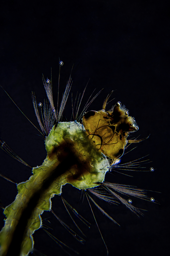 Mosquito_larva
