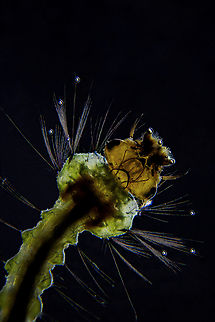 Mosquito_larva