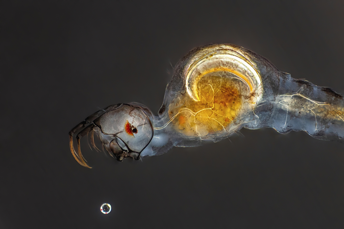 Mochlonyx (midge larvae) Phylum Arthropoda<br />
Subphylum Hexapoda<br />
Class Insecta<br />
Order Diptera<br />
Family Chaoboridae Mochlonyx,Mosquito,larva