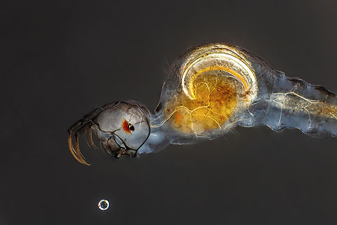 Mochlonyx (midge larvae) Phylum Arthropoda
Subphylum Hexapoda
Class Insecta
Order Diptera
Family Chaoboridae Mochlonyx,Mosquito,larva