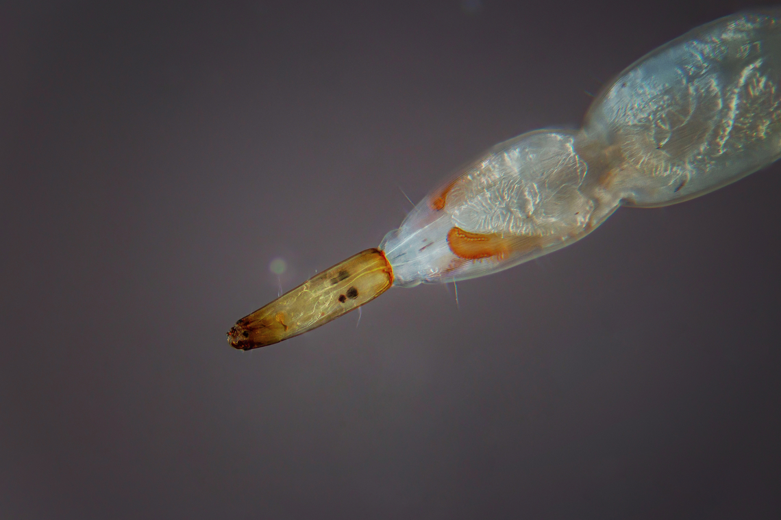 Ceratopogonidae larvae  Larvae,Mosquito,larva